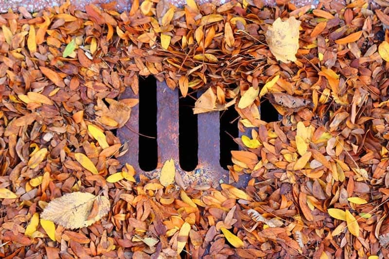 Drain cover with leaves